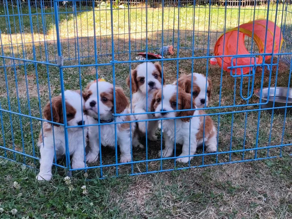 chiot Cavalier King Charles Spaniel Des Bouilles Du Bruly