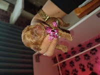 CHIOT